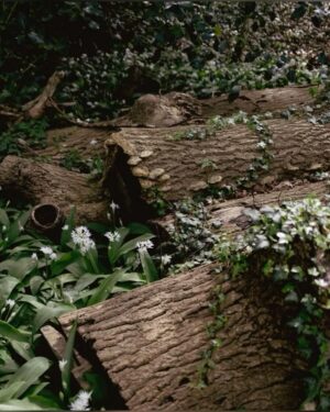 A pollinator garden attracts both wildlife and Fae presence.