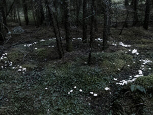 A fairy ring of mushrooms — a traditional sign of fairy presence.