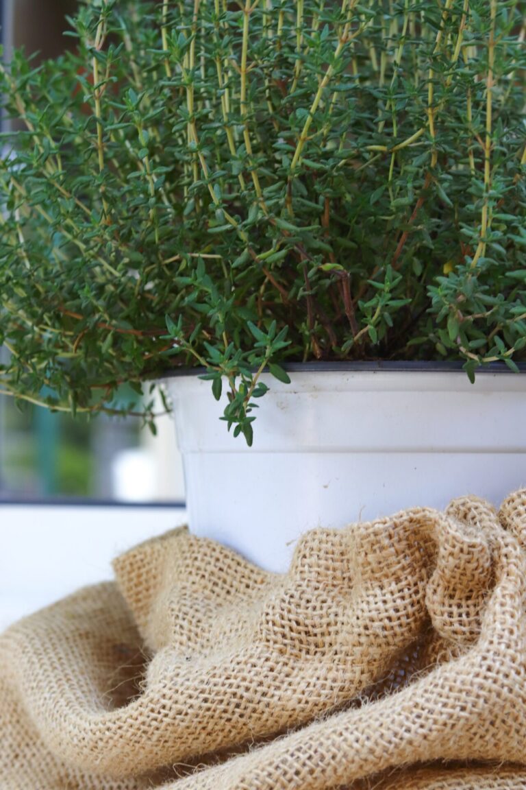 30+ Herbs For Money Magic