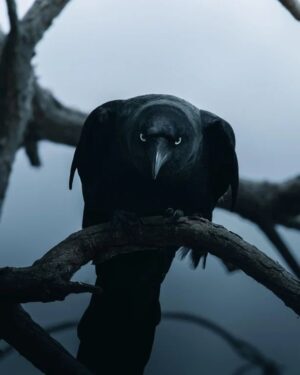 Crow Symbolism: Spiritual Meaning Of The Crow