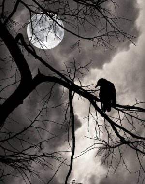 Crow Symbolism: Spiritual Meaning Of The Crow