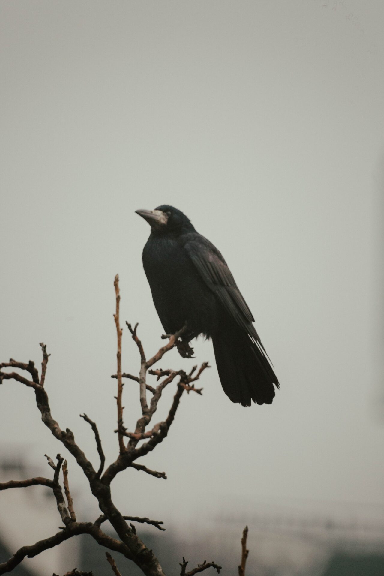 Crow Symbolism: Spiritual Meaning Of The Crow | Tea & Rosemary