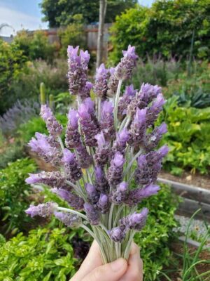 Top 5 plants for your witch's garden - Lavender the Soothing Sorceress 
