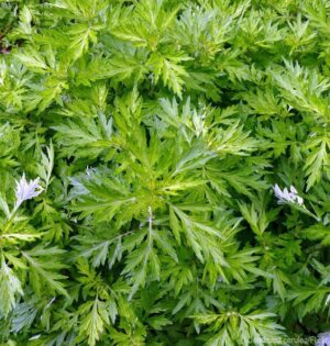 Top 5 plants for your witch's garden - Mugwort the Dream Weaver