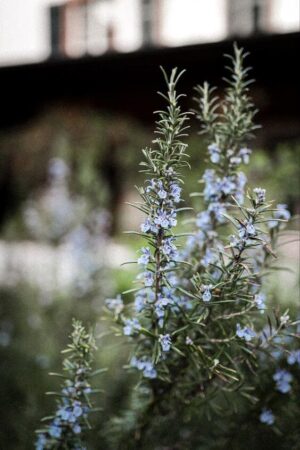 Top 5 plants for your witch's garden - Rosemary the Remembrancer