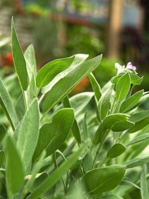 Top 5 plants for your witch's garden - Sage the Protector